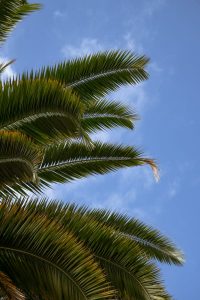 pexels-photo-30340553